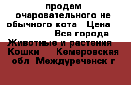 продам очаровательного не обычного кота › Цена ­ 7 000 000 - Все города Животные и растения » Кошки   . Кемеровская обл.,Междуреченск г.